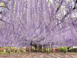 Image result for Wisteria