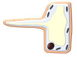 Discuss an experiment to demonstrate that water is absorbed by root hairs. Root Hair Cell Key Stage Wiki