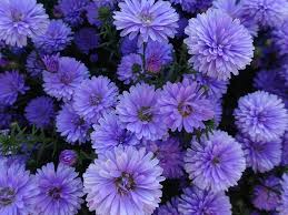 Read the label so you know what you're buying in the first place. Violet Mums By Mlpsquad120 On Deviantart
