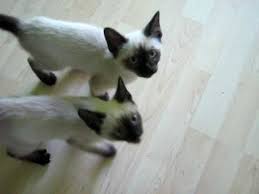 Talking Siamese Kittens Super Cute Yep They Re Siamese They Ll Talk To You All Day Love The Little B Siamese Kittens Siamese Cats Super Cute Kittens