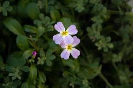 Image result for Malcolmia maritima