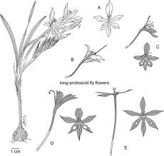 Image result for Babiana bainesii