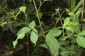 Image result for Zanthoxylum tenuipedicellatum
