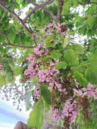 Image result for Millettia pinnata