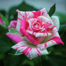 Check spelling or type a new query. Pin On Flores