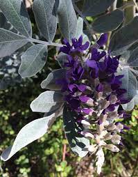 The second in my series about growing texas mountain laurel (sophora secundiflora). Pin On Plants