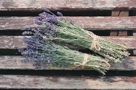 Lavendel Pflanzen Und Pflegen Die Besten Tipps Utopia De Lavender Lavender Extract Growing Lavender
