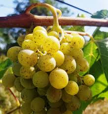 Image result for Pseudopeziza tracheiphila