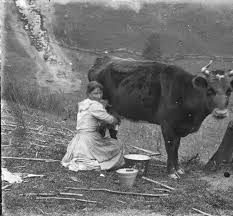 Pioneer woman milking a cow. Ohio or W. Virginia, 1890-1900, Albert J.  Ewing (Photographer) (With images) | Ohio history, Milk the cow, Cow
