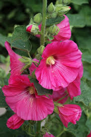 See more ideas about perennials, plants, flowers perennials. Kansas Wildflowers And Grasses Hollyhock