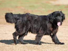 We did not find results for: Biggest Dog Breeds In The World Always Pets