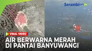 Bagi calon peserta cpns yang sedang menantikan informasi terbaru bukaan cpns silahkan cek di live streaming pengumuman dan pendaftaran cpns 2021 nanti sore pukul 14.00 wib hari selasa 29 juni 2021. Video Viral Muncul Air Berwarna Merah Darah Di Pantai Banyuwangi Serambi Indonesia