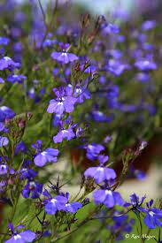 Lobelia By Kari Meijers 500px Whimsical Garden Country Cottage Garden Flower Field