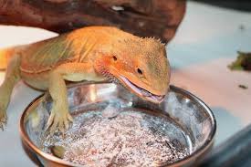 Bearded dragons can eat apples, bananas, blackberries, blueberries, cantaloupe, mangoes, melons, papaya, pineapples, among many others, in bearded dragons can eat prickly pear or cactus pear pad or leaves as a staple vegetable. What Do Bearded Dragons Eat Complete Food Diet Chart Exopetguides