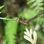 Image result for Asplenium dregeanum