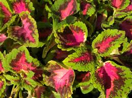 Image result for Coleus tetragonus