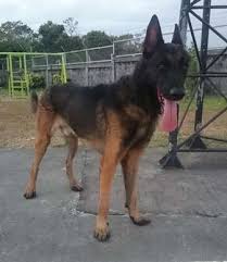 They need to be in a yard secured by a fence. Dark Sable Stud Belgian Mal Us Uk Lineage Prolific Aggressive Stud Used Philippines