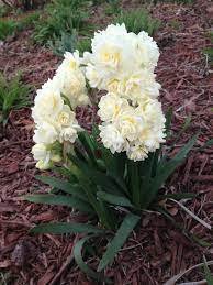 Pin On Narcissus Jonquils And Daffodils