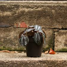 Image result for Pandiaka involucrata