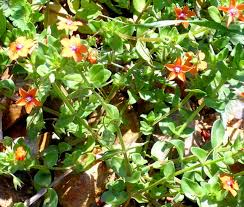 Image result for Anagallis pumila