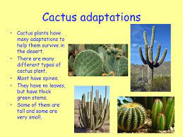As an example of plant adaptations, we are going to explain how cacti have adapted themselves to live in such arid conditions. N4 Biology Unit 3 Life On Earth Ka 3 5 Adaptations For Survival Ppt Download