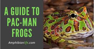 The cranwells horned frog and the argentine horned frog are the two main species of this type of amphibian. Pacman Frogs The Ultimate Beginners And Expert Guide Amphibian Life
