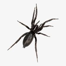 Black spider with white spot on back. Critically Endangered Spider Found In Haachts Broek Spider With White Stripe On Back Australia Png Image Transparent Png Free Download On Seekpng