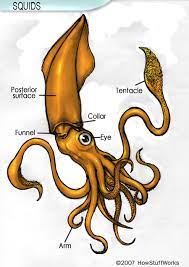 Elsie got her arms free. How Squid Work Howstuffworks