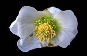 The flowers fade later on in the summer, producing red fruits that birds will flock to in droves. 45 Types Of White Flowers With Pictures Flower Glossary
