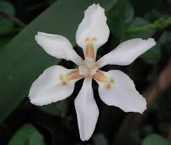 Image result for Dietes flavida