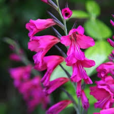 Gardeners get wonderful results with value bag gladiolus like mixed gladiolus value bag, white gladiolus value bag and red gladiolus value bag. Buy Gladiolus Byzantinus Gladiolus Communis Subsp Byzantinus 4 99 Delivery By Crocus