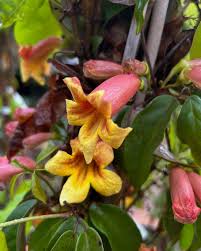 Image result for Bignonia capreolata