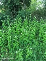 Image result for Setaria petiolata