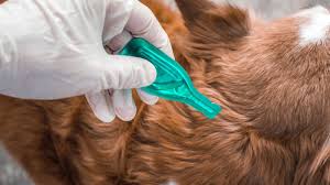 Image result for scabies dog ear