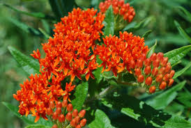 Check spelling or type a new query. Native Plants For Tampa Wikilawn
