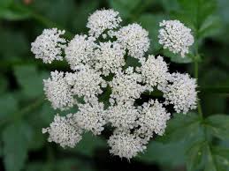 Image result for Oenanthe