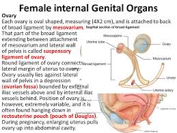You can insert the internal/female condom ahead of time, so there's no need to interrupt sexual activity. Female Internal Genital Organs Ppt Video Online Download