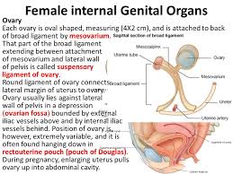 An anatomically female's internal reproductive organs are the vagina, uterus, fallopian tubes, cervix, and ovary. Female Internal Genital Organs Ppt Video Online Download