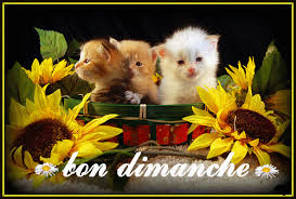 Résultat de recherche d'images pour "images gifs bon dimanche"