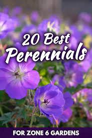 They tend to produce lots of blooms, so they'll add flower power to your yard or garden. 20 Best Perennials For Zone 6 Gardens Garden Tabs