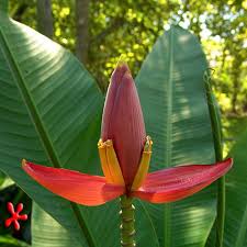 Some varieties for usda zone 9 include these favorites: Musa Laterita Bronze Banana Plants Tropical Plants Plants