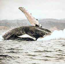 Ballenas jorobadas alimentándose diversamente