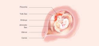 Jan 17, 2018 · if your nasal discharge is any color other than clear, it could be a sign of an infection. 7 Weeks Pregnant Symptoms And Baby Development Pampers
