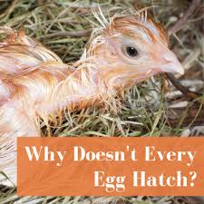 How to give a chicken a bath | tilly's nest. Safely Bathing Baby Chicks