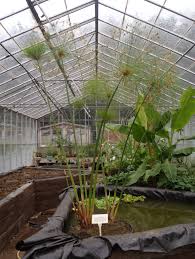 Image result for Cyperus dives