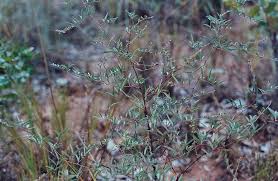 Image result for Indigofera setiflora
