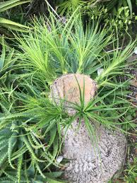 Once the branches are gone and the ground is clear you can start to work on cutting the trunk itself. After I Cut This Cabbage Tree Down Small Mini Branches Started Growing In A Circle Around The Cutoff Mildlyinteresting