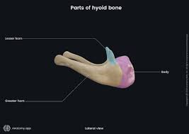 Image result for Hyoid Bone
