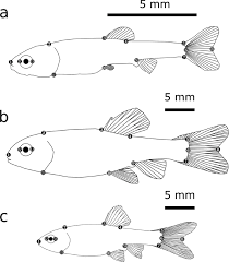 These fish will not get over 3 inches long, so unlike many types of minnows, the fathead will never turn. Predation Risk Induces Age And Sex Specific Morphological Plastic Responses In The Fathead Minnow Pimephales Promelas Scientific Reports