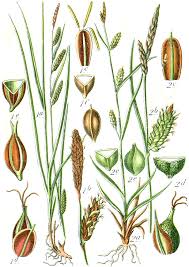 Image result for Carex cognata